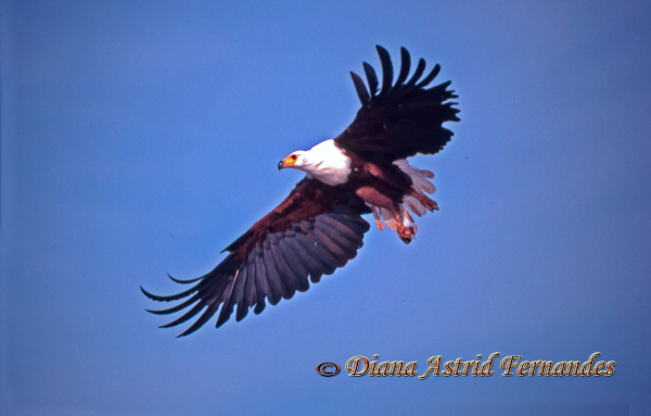African-Fish-Eagle-with-catch-in-flight